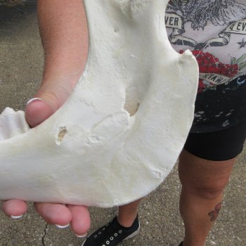 Two piece 13" and 15" Water Buffalo Bottom Jaw Bone