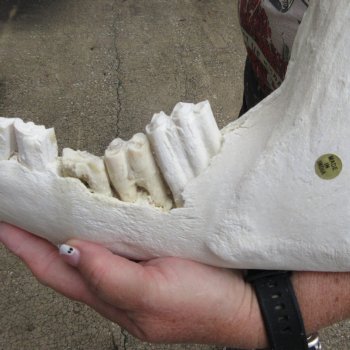 Two piece 13" and 15" Water Buffalo Bottom Jaw Bone