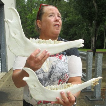 Two piece 13" Water Buffalo Bottom Jaw Bone