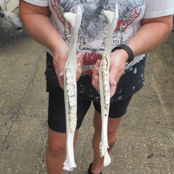 Two piece 13" Water Buffalo Bottom Jaw Bone