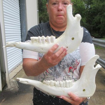 Two piece 13" and 14" Water Buffalo Bottom Jaw Bone
