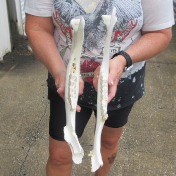 Two piece 13" and 14" Water Buffalo Bottom Jaw Bone