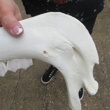 Two piece 13" and 14" Water Buffalo Bottom Jaw Bone