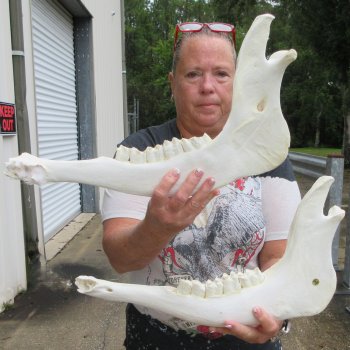 Two piece 17" Water Buffalo Bottom Jaw Bone