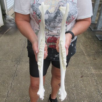 Two piece 17" Water Buffalo Bottom Jaw Bone