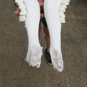 Two piece 17" Water Buffalo Bottom Jaw Bone