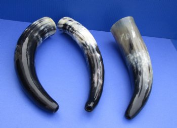 Polished Cow Blowing Horn 14-18 inches - 2 pcs @ $11.50 each; 12 pcs @ $10.25 each