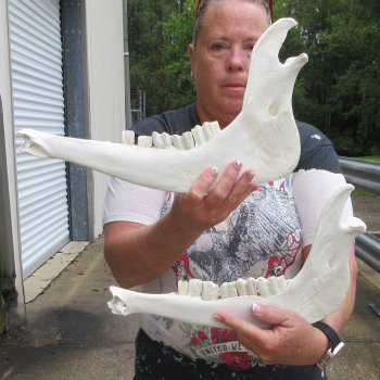 Two piece 13" and 14" Water Buffalo Bottom Jaw Bone