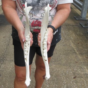 Two piece 13" and 14" Water Buffalo Bottom Jaw Bone