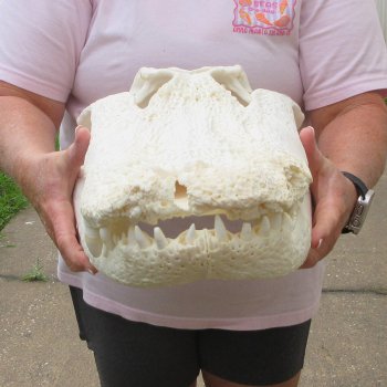 Real 21" B-Grade Florida Alligator Skull