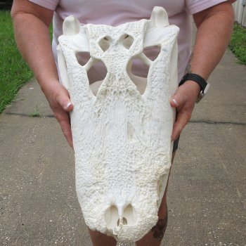  Real 21" B-Grade Florida Alligator Skull