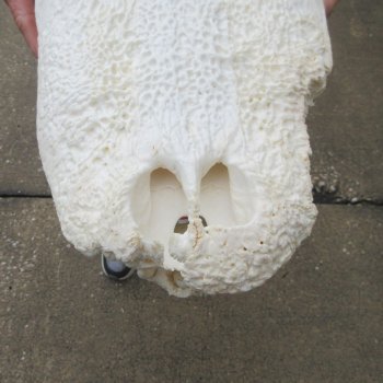  Real 21" B-Grade Florida Alligator Skull