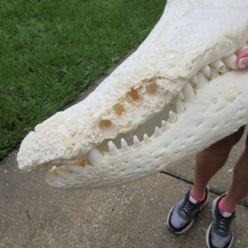  Real 21" B-Grade Florida Alligator Skull