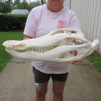  Real 21" B-Grade Florida Alligator Skull