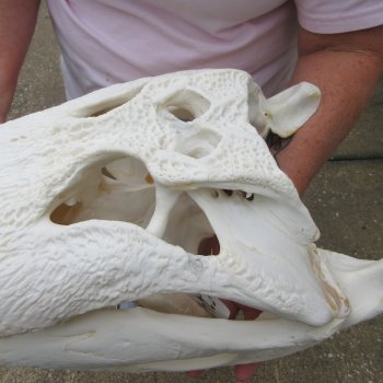  Real 21" B-Grade Florida Alligator Skull