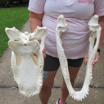  Real 21" B-Grade Florida Alligator Skull