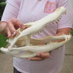 Real 12 inch Florid...