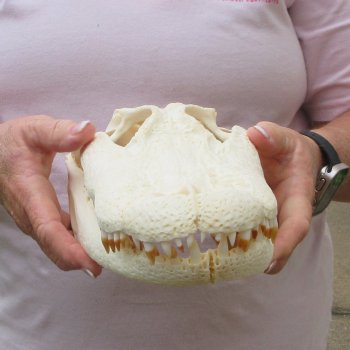  Real 12 inch Florida Alligator Skull