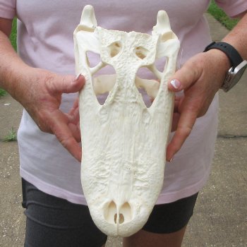  Real 12 inch Florida Alligator Skull