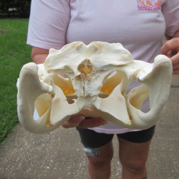  Real 12 inch Florida Alligator Skull