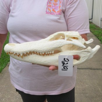  Real 12 inch Florida Alligator Skull