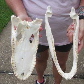  Real 12 inch Florida Alligator Skull