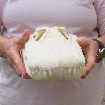  Real 14-1/2" B-Grade Florida Alligator Skull