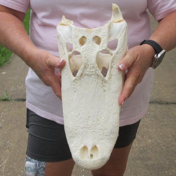  Real 14-1/2" B-Grade Florida Alligator Skull