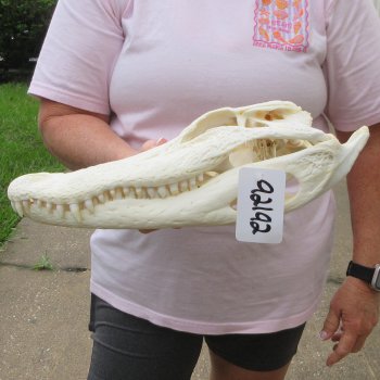  Real 14-1/2" B-Grade Florida Alligator Skull