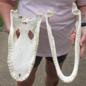  Real 14-1/2" B-Grade Florida Alligator Skull