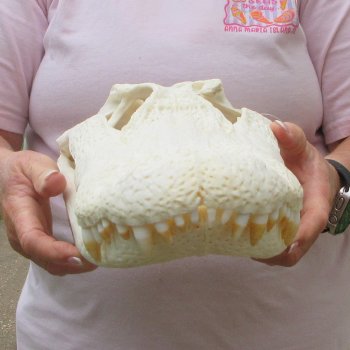  Real 17-1/2" B-Grade Florida Alligator Skull