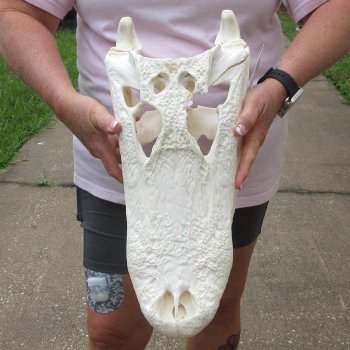  Real 17-1/2" B-Grade Florida Alligator Skull