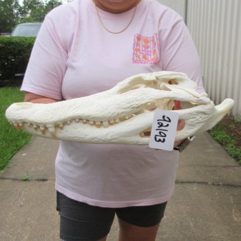  Real 17-1/2" B-Grade Florida Alligator Skull