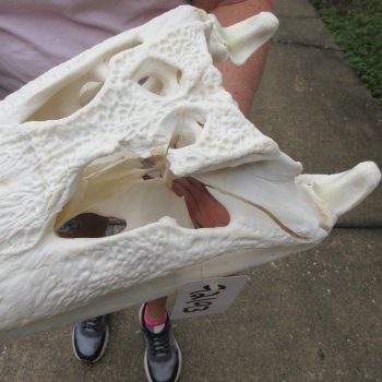  Real 17-1/2" B-Grade Florida Alligator Skull