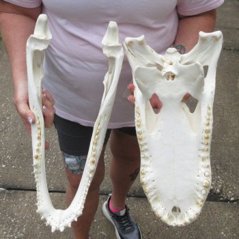  Real 17-1/2" B-Grade Florida Alligator Skull