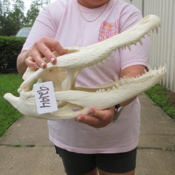 Real 17 inch Florid...