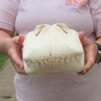  Real 17 inch Florida Alligator Skull