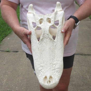  Real 17 inch Florida Alligator Skull
