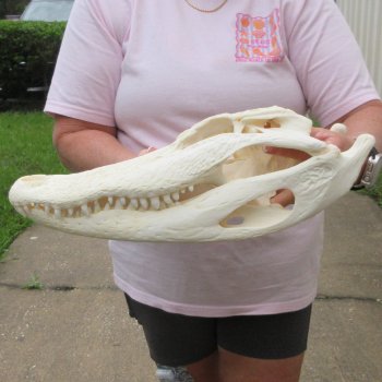 Real 17 inch Florida Alligator Skull