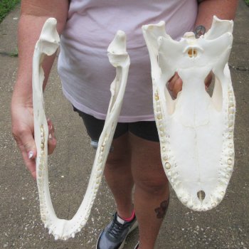 Real 17 inch Florida Alligator Skull