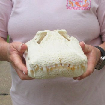  Real 15 inch A-Grade Florida Alligator Skull