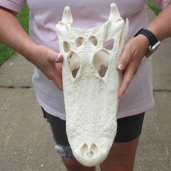  Real 15 inch A-Grade Florida Alligator Skull