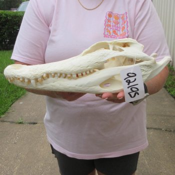  Real 15 inch A-Grade Florida Alligator Skull