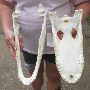  Real 15 inch A-Grade Florida Alligator Skull