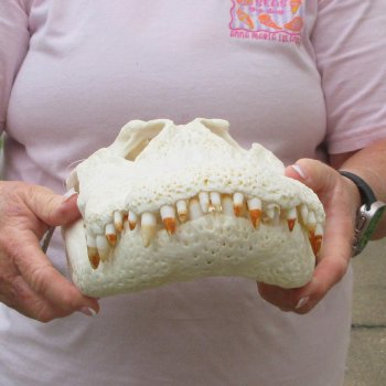  Real 15-1/2 inch A-Grade Florida Alligator Skull