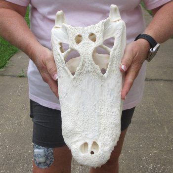  Real 15-1/2 inch A-Grade Florida Alligator Skull