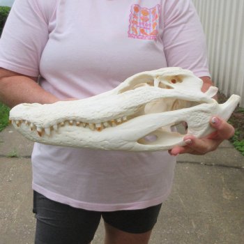  Real 15-1/2 inch A-Grade Florida Alligator Skull