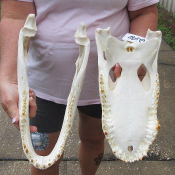  Real 15-1/2 inch A-Grade Florida Alligator Skull