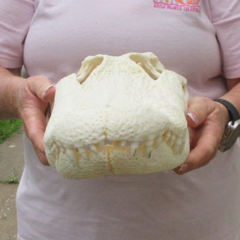  Real 17 inch A-Grade Florida Alligator Skull