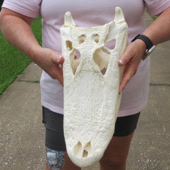  Real 17 inch A-Grade Florida Alligator Skull